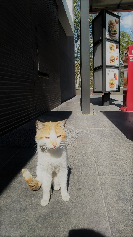 土耳其貓咪