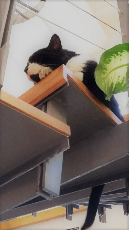 我就愛這制高點