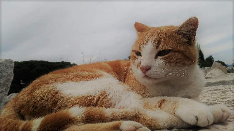 以弗所貓咪