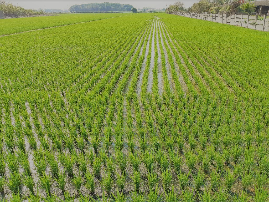 彰化二林鄉間田野風光