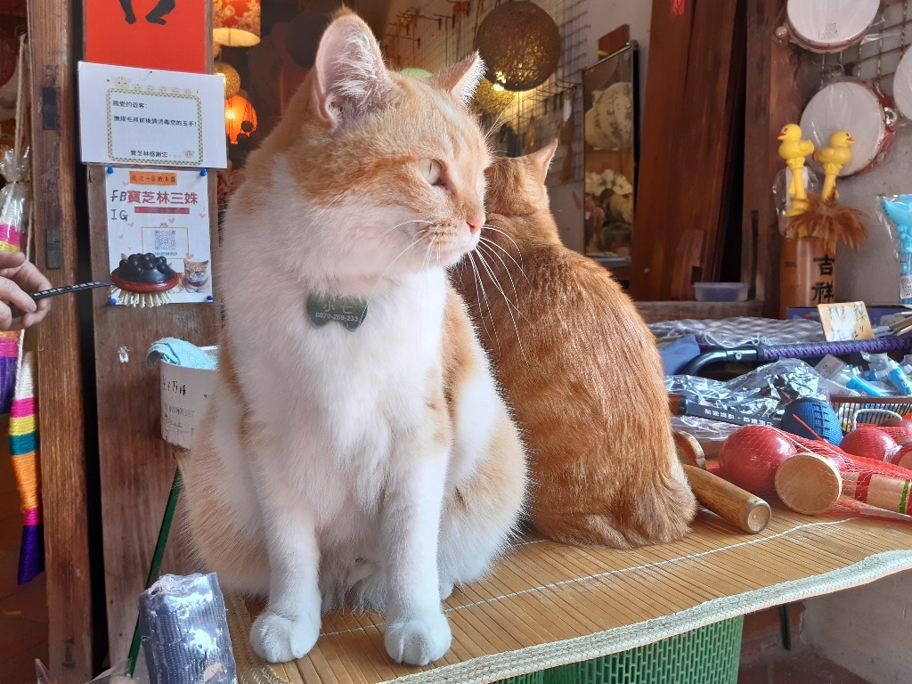 鹿港老街貓店長／Photo Credit：逆耳小姐