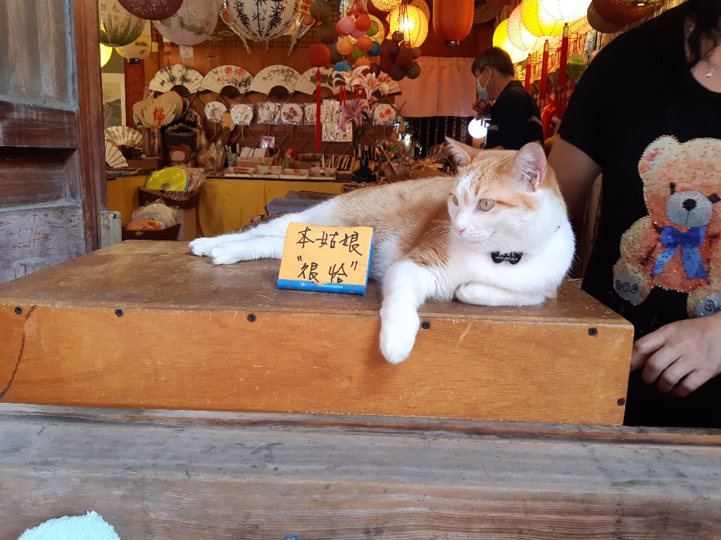 鹿港老街貓店長／Photo Credit：逆耳小姐