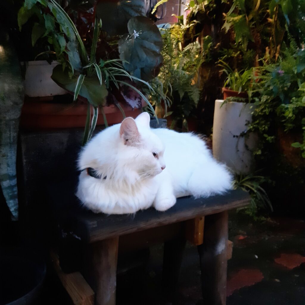 潮州街白貓咪／Photo Credit：逆耳小姐