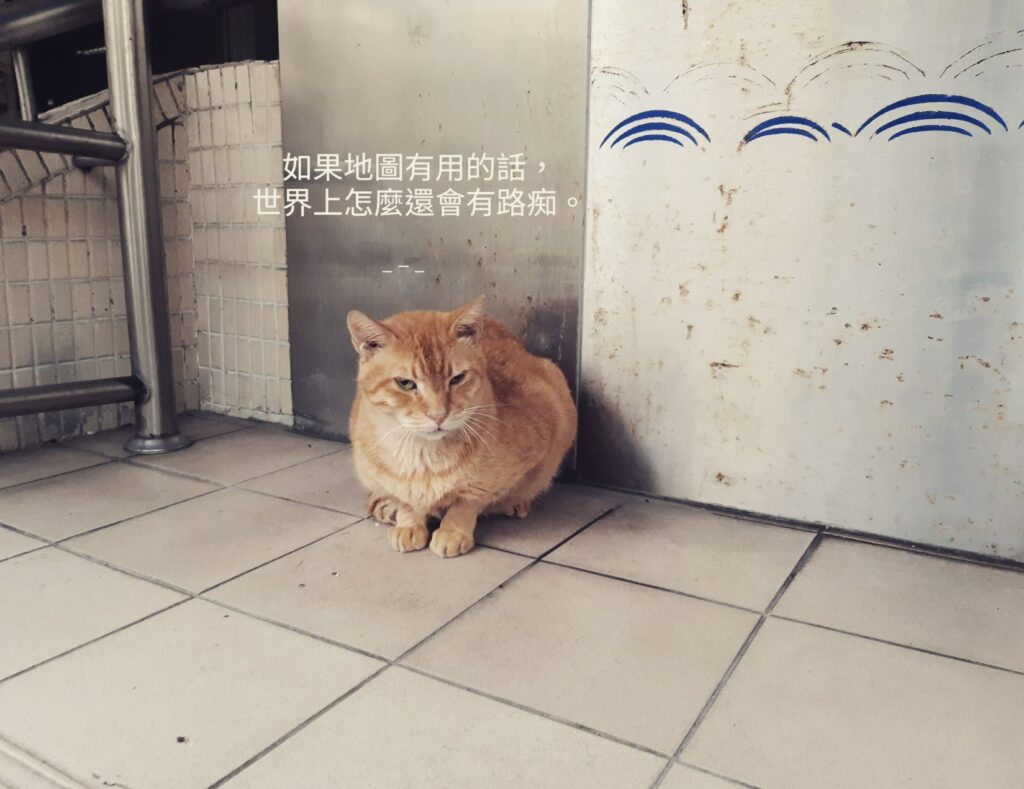 萬華街頭貓咪 / Photo Credit：逆耳小姐