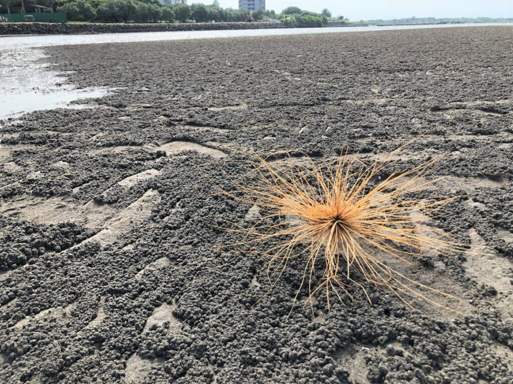 這夏玩不完啦!搭渡輪去看八里左岸沙雕︱大啖老街美食、吸晴裝置藝術、漫步潮間帶︱1路玩到美丁美當 23 陸地上的海膽:濱刺麥/Photo Credit:逆耳小姐