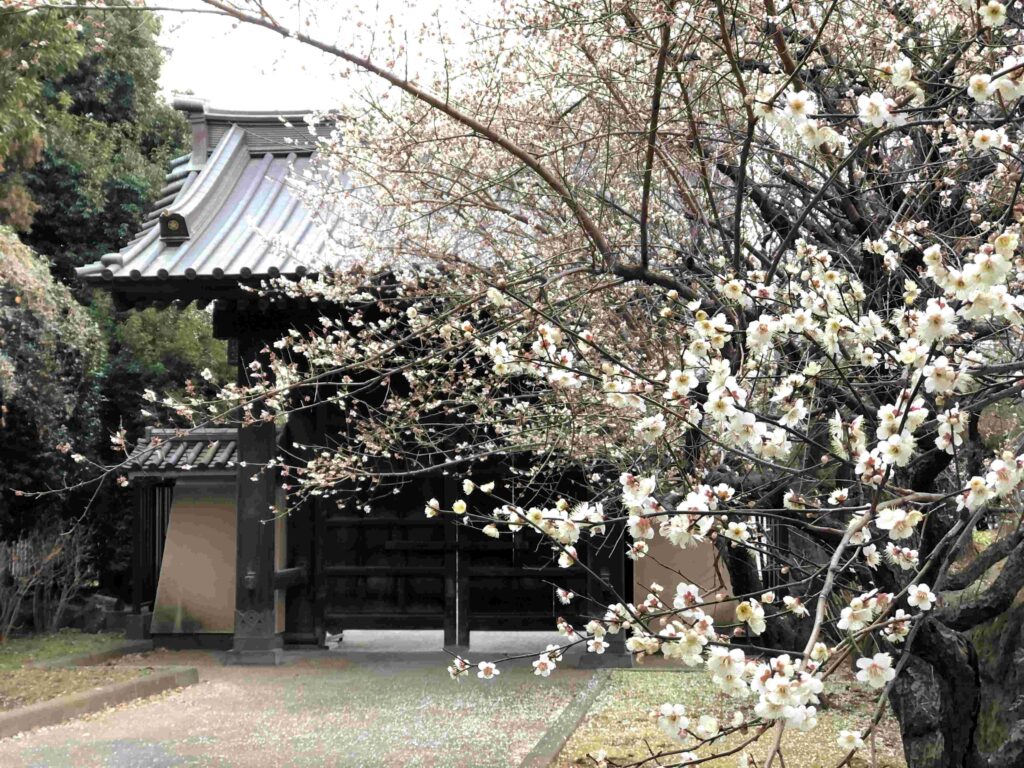 跟著日劇吃美食#五郎 02:旬菜魚いなだ︱東京世田谷區散策︱同場加映上野:鴨to葱 6 豪德寺美景一隅/Photo Credit:逆耳小姐