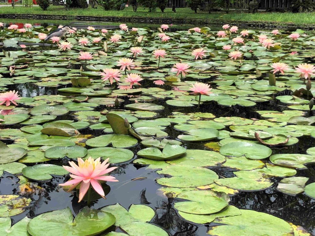 台北植物園／夏天的荷花開了